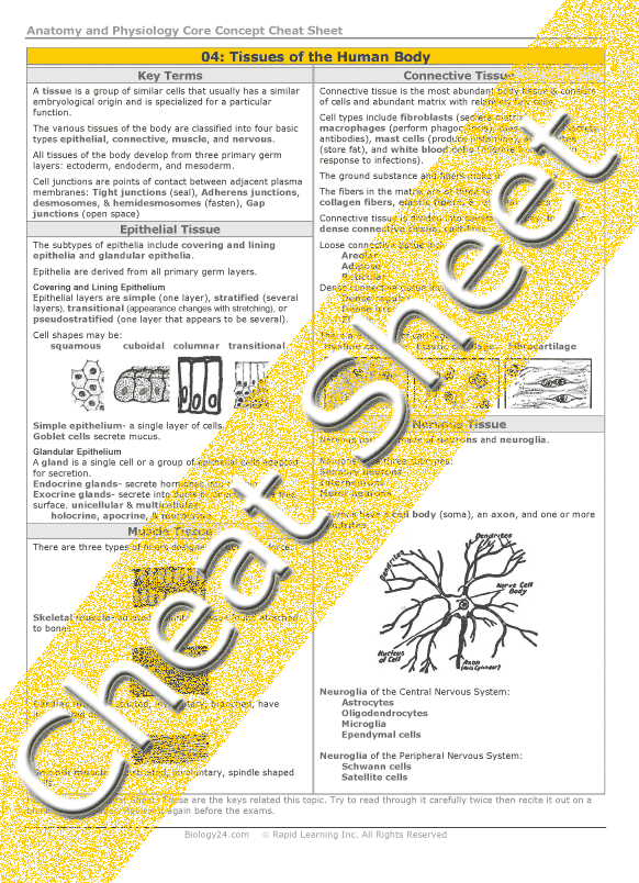 Anatomy and Physiology - Tissues of the Human Body