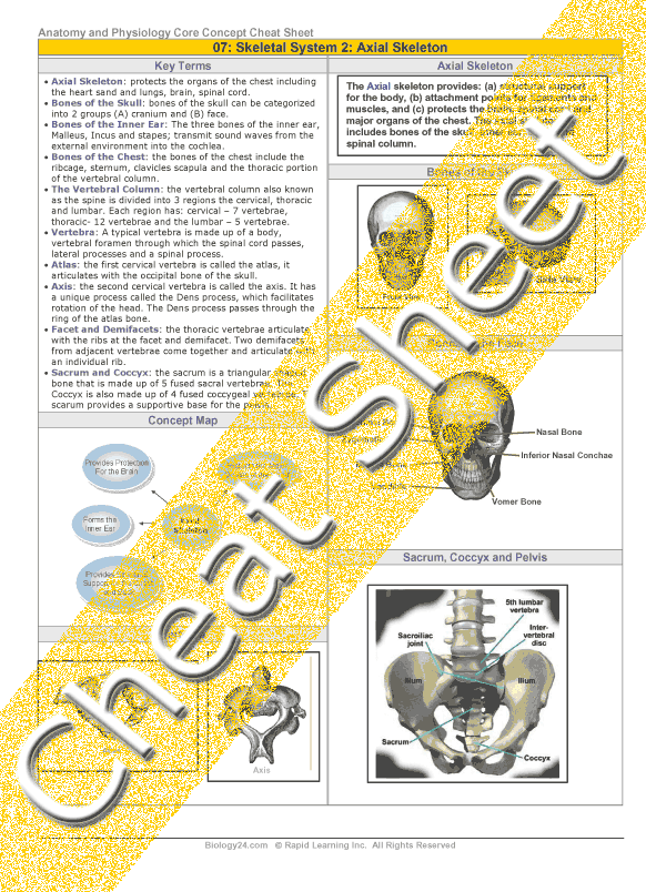 Axial Skeleton Review Sheet