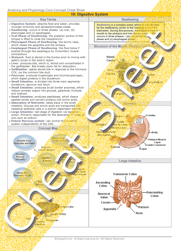 Biology Anatomy Physiology Helps Heart ebook - Tex Sample