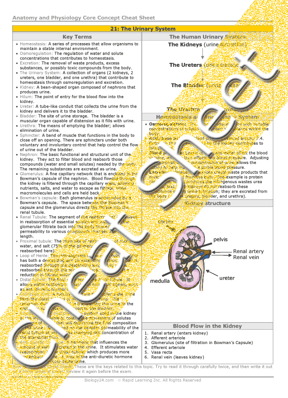 excretory system in humans. Urinary+system+anatomy+