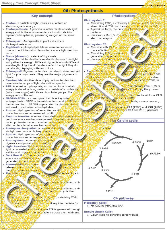 Photosynthesis essay ap bio