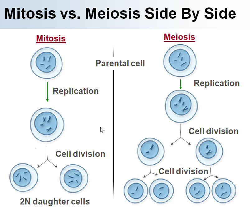 Mitosis Vs Meiosis Ppt Download