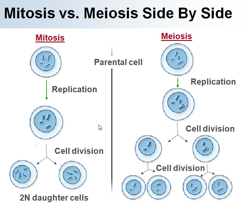 Meiosis Chart Phases