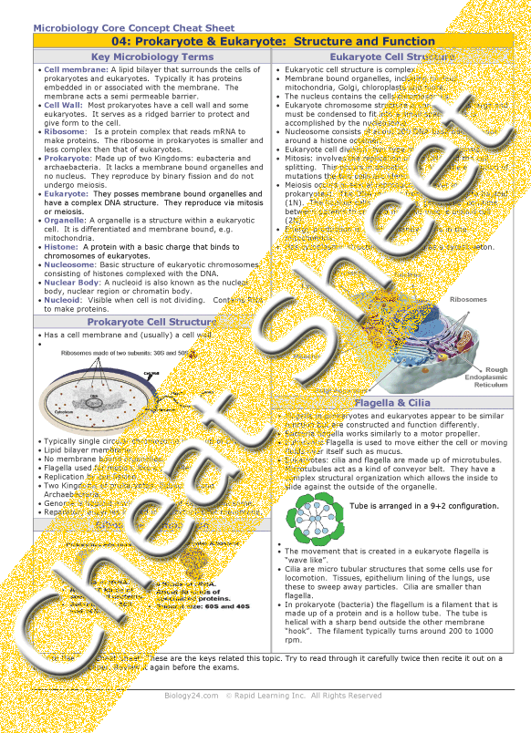 Microbiology - Prokaryotic and Eukaryotic Cells: Structure and Function