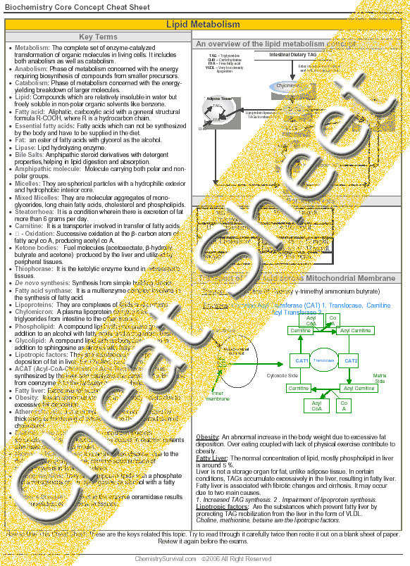 lipid metabolism notes pdf